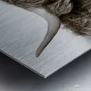 Highland Coo Metal print