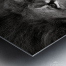 Lion Metal print