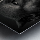 Big Fella Metal print