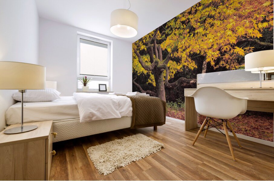 Japanese Maple at Autumn Mural print