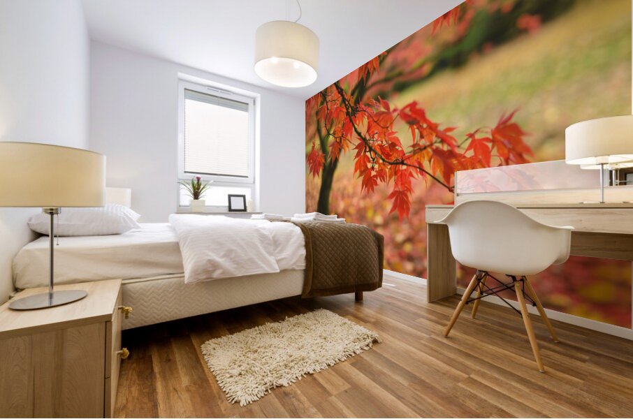 Autumn Japanese Maple Mural print