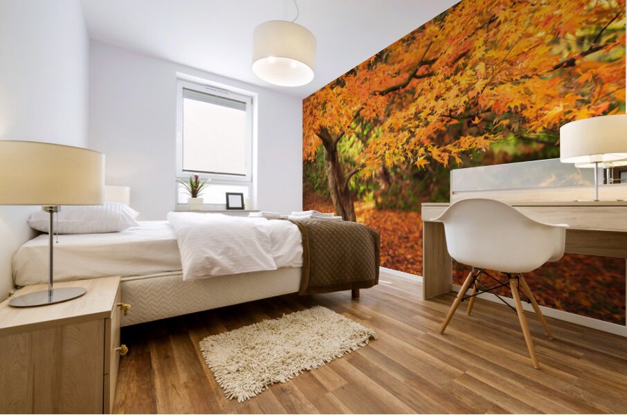 Maple Autumn Beauty Mural print