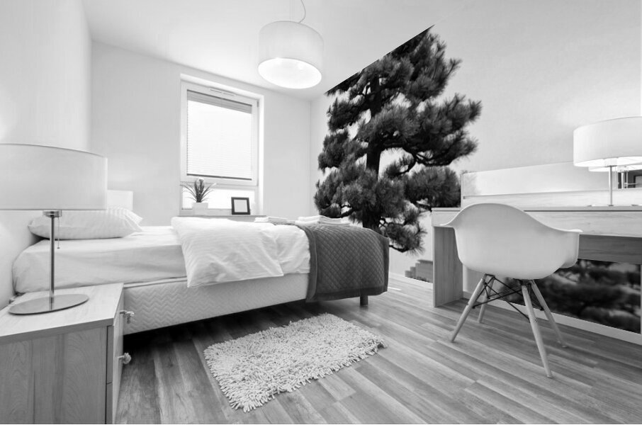 Japanese Black Pine Tree Mural print