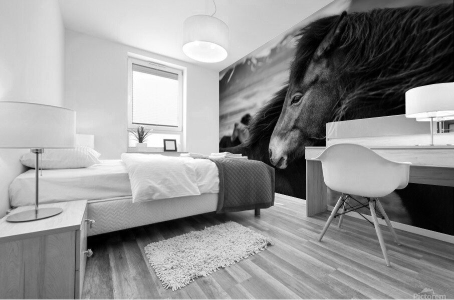 Icelandic Horses Mural print