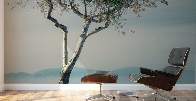 Olive Tree Wall Murals