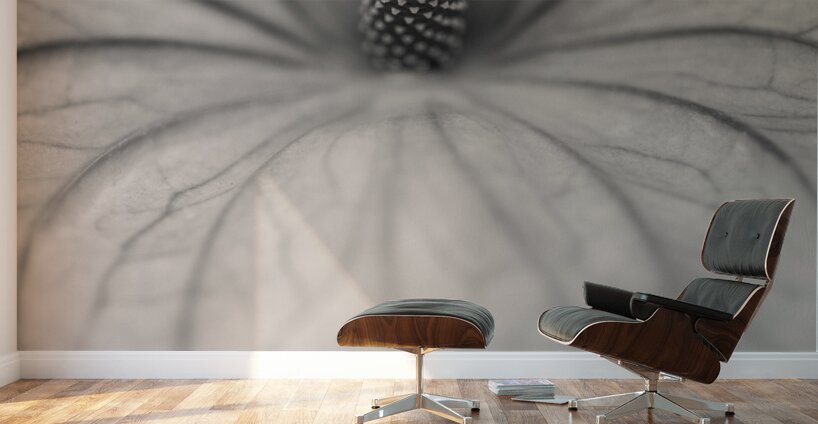 Anthurium Wall Murals