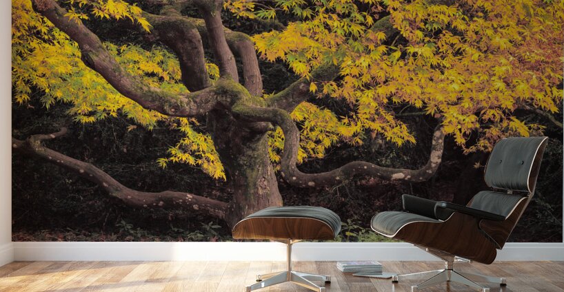 Japanese Maple at Autumn Wall Murals