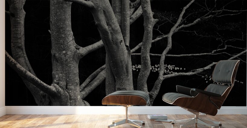 Beech Tree Wall Murals