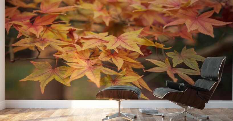 Turning Seasons Wall Murals