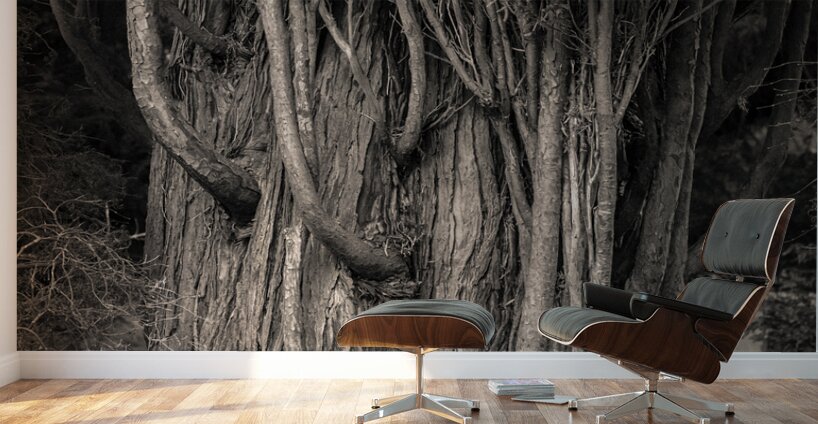 Incense Cedar Wall Murals