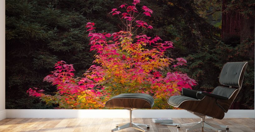 Fire Tree Wall Murals