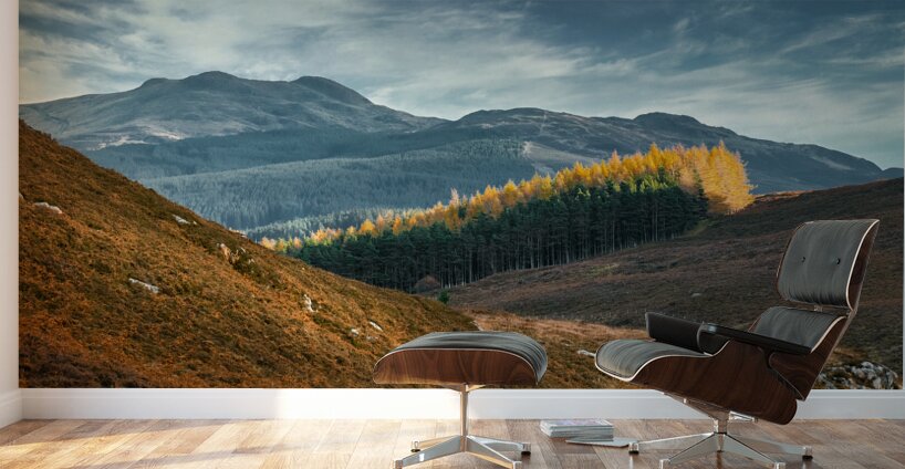 Tay Forest Edge Wall Murals