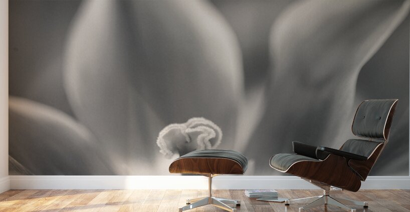 Tulip Pistil Wall Murals