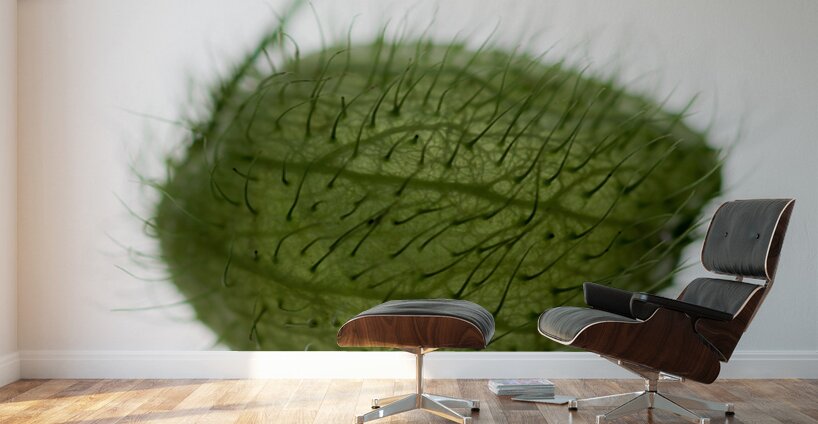 Balloon Plant Wall Murals