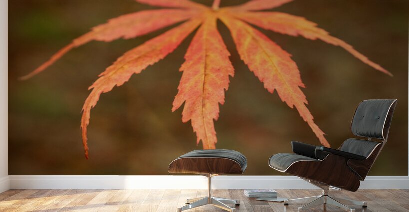 Japanese Maple Leaf Wall Murals