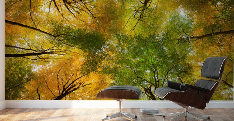 Autumnal Display Wall Murals