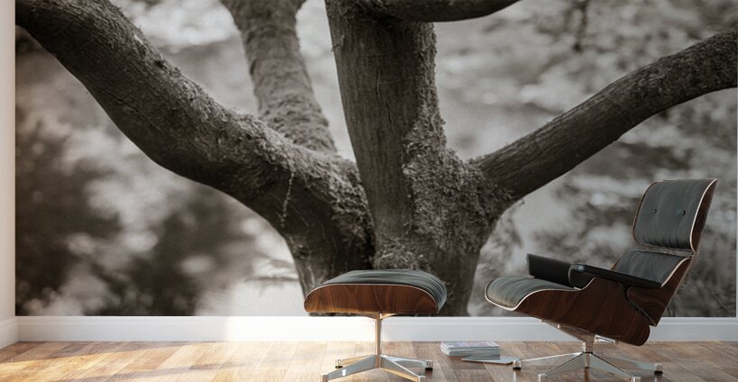 Bodnant Tree Wall Murals