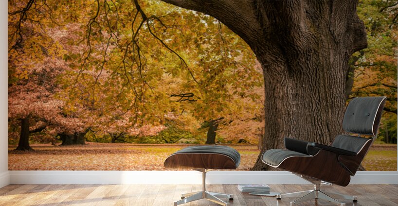 Autumn in Melbourne Wall Murals