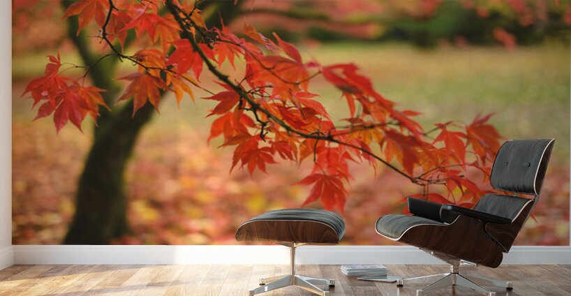 Autumn Japanese Maple Wall Murals