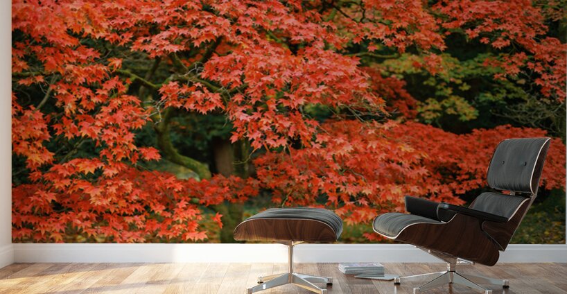 Leaves of Fire Wall Murals