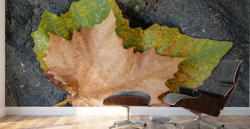 Two Autumn Leaves Wall Murals