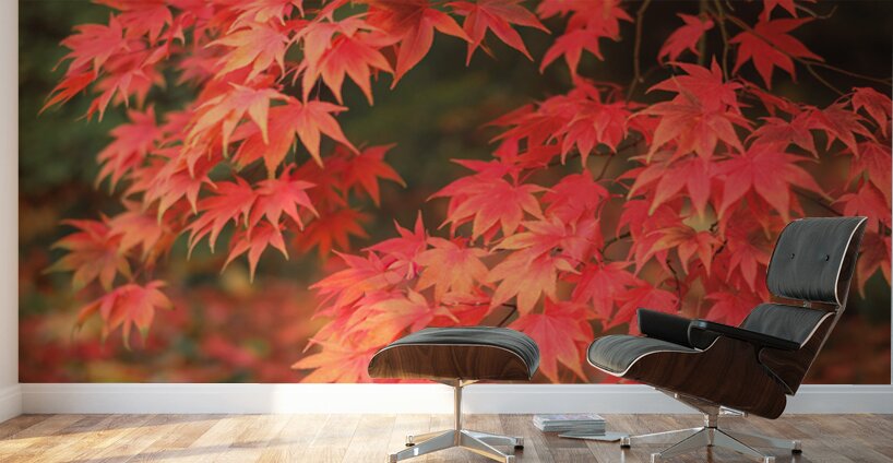 Japanese Red Maple Wall Murals