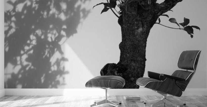 Nijo Castle Tree Wall Murals