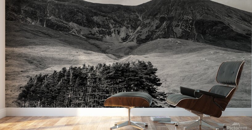 Torridon Trees Wall Murals