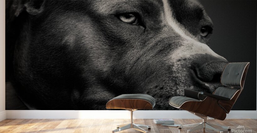 Big Fella Wall Murals
