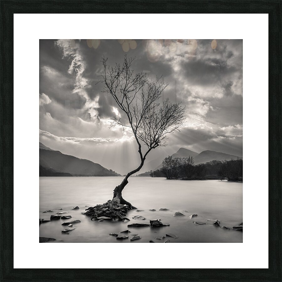 The Lonely Tree Picture Frame print