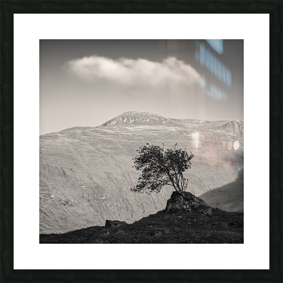 Glen Shiel Tree Picture Frame print