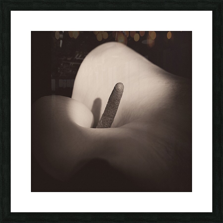 Calla Lily Picture Frame print