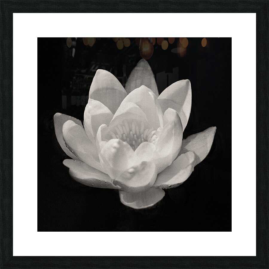 Water Lily Picture Frame print