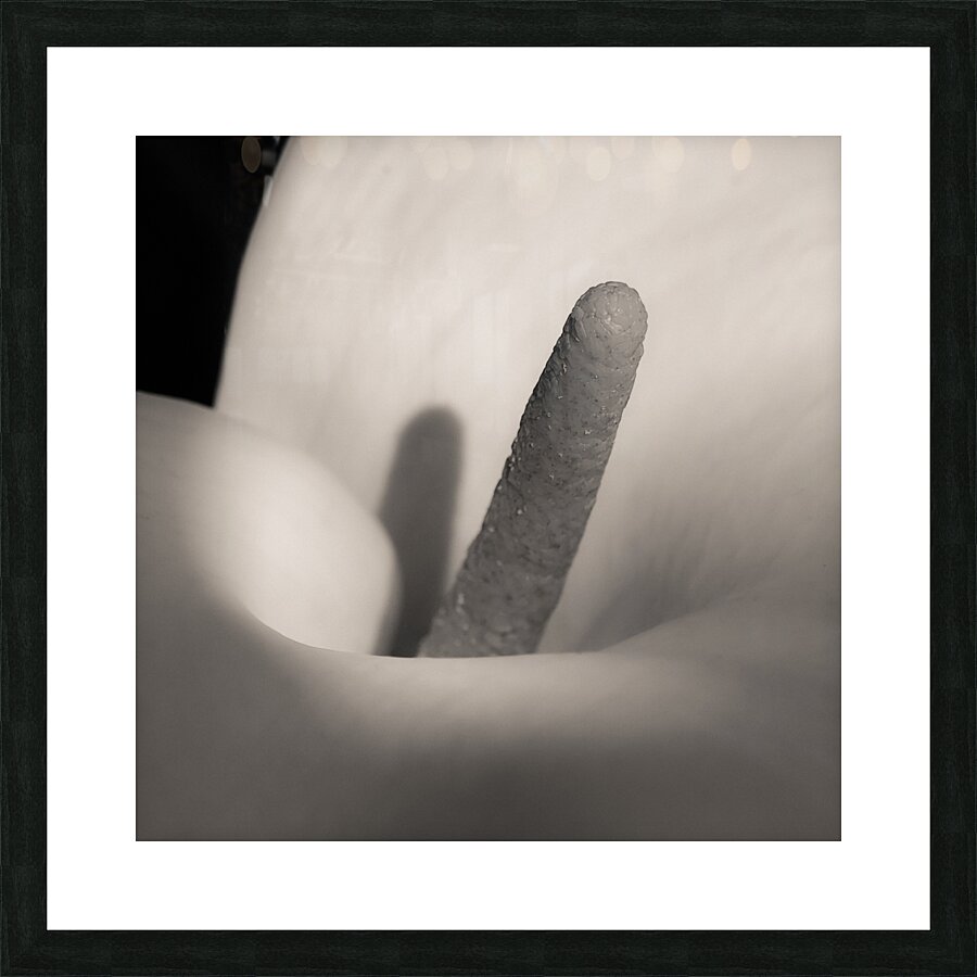 White Calla Lily Impression et Cadre photo