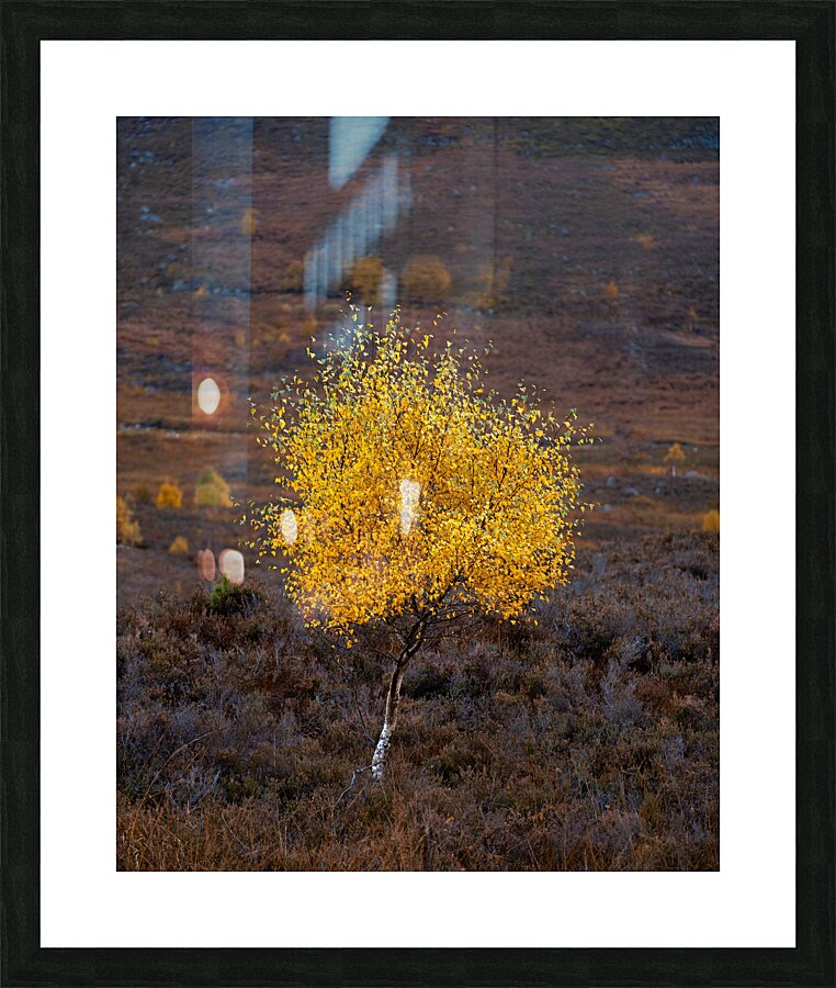 Autumn Tree Picture Frame print