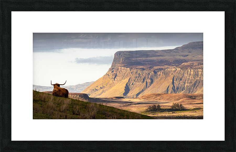 Highland Coo with a View Picture Frame print