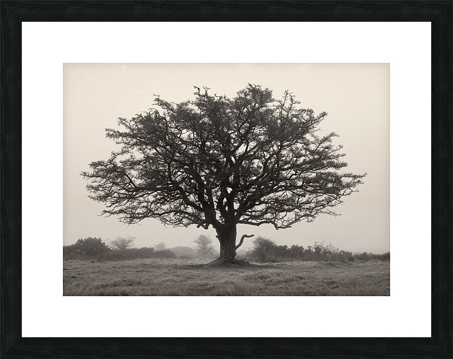 Exmoor Tree Picture Frame print
