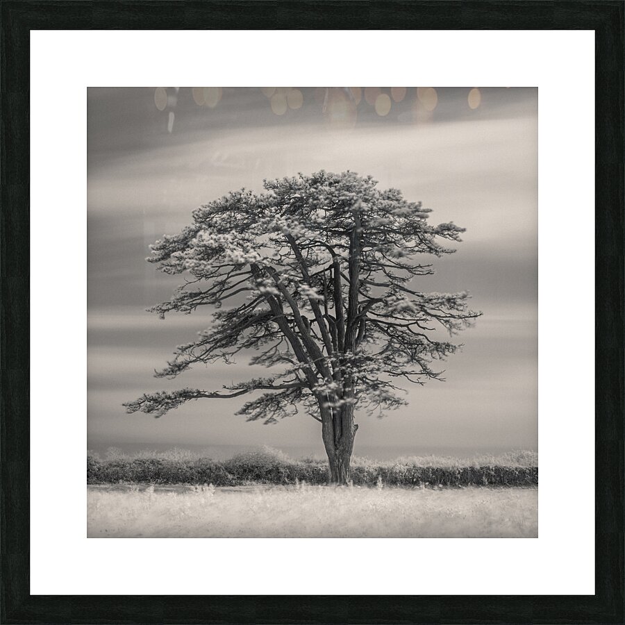 Llansteffan Cedar Tree Picture Frame print
