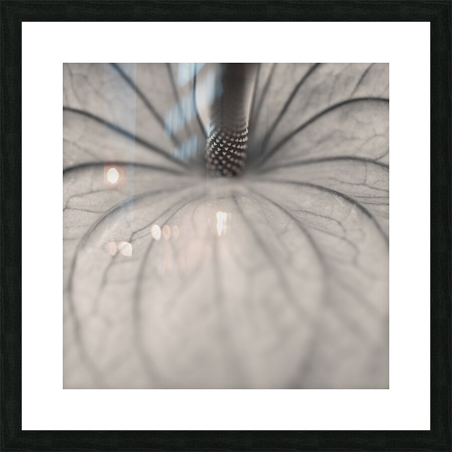 Anthurium Impression et Cadre photo