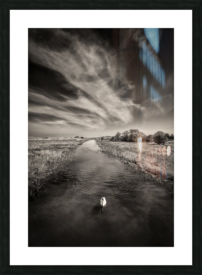 White Swan Picture Frame print
