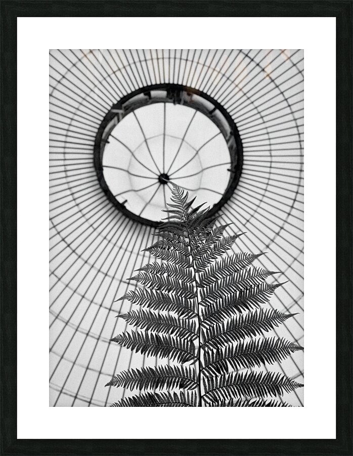 Fern and Dome Picture Frame print