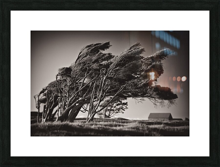 Windswept Trees Picture Frame print
