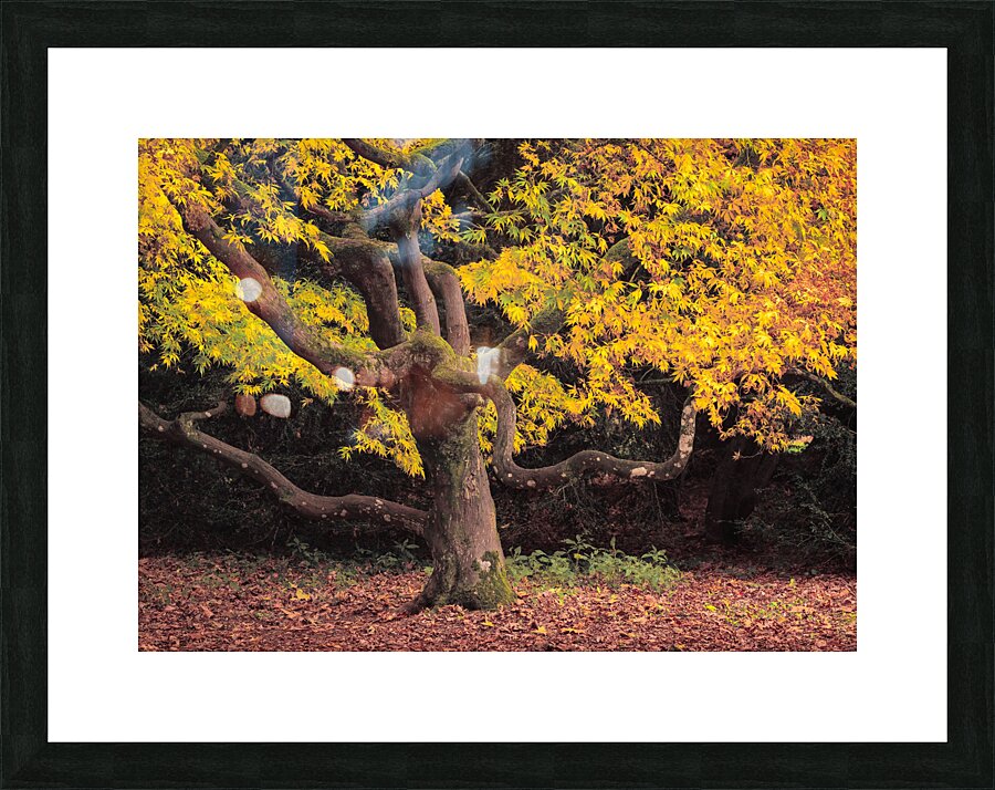 Japanese Maple at Autumn Impression et Cadre photo
