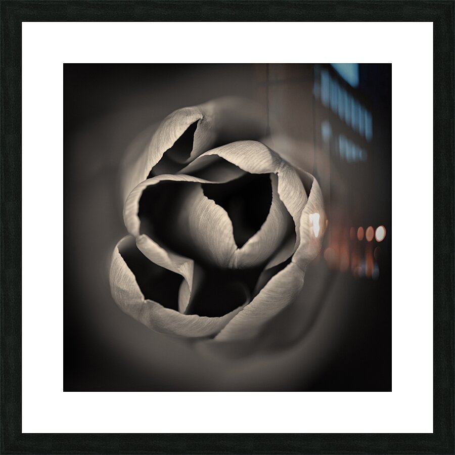 Tulip Picture Frame print