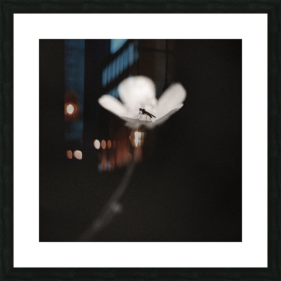 Woodland Study 1 Impression et Cadre photo