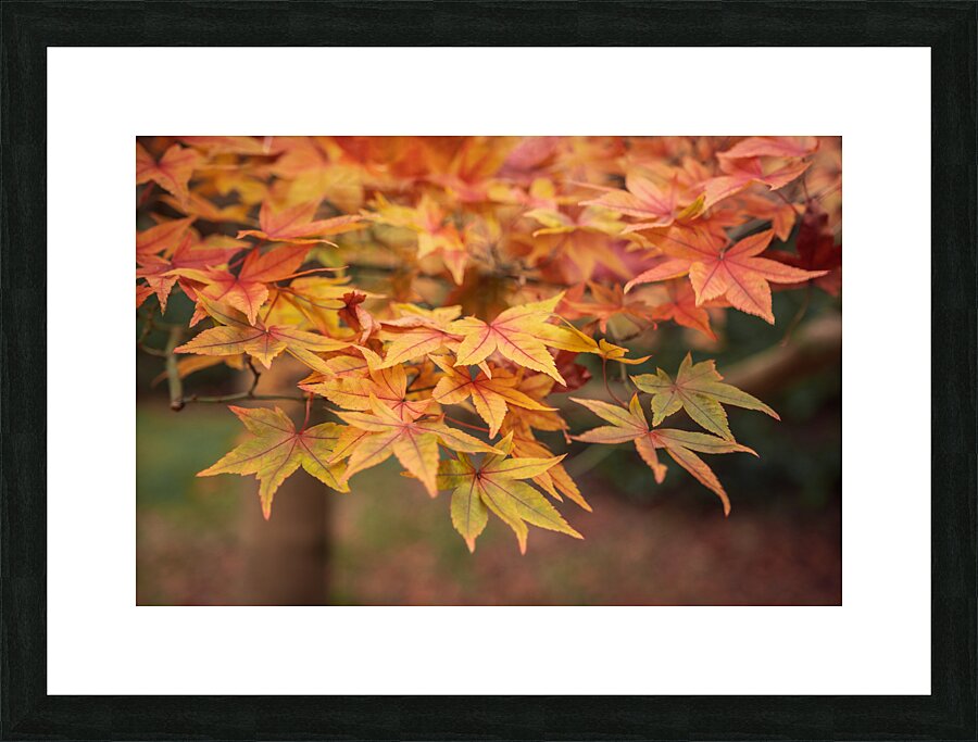 Turning Seasons Picture Frame print