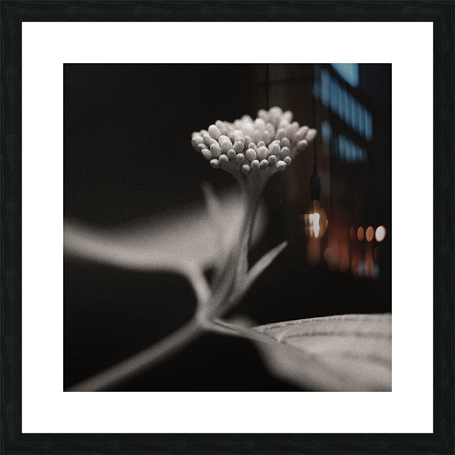 Woodland Study 4 Impression et Cadre photo