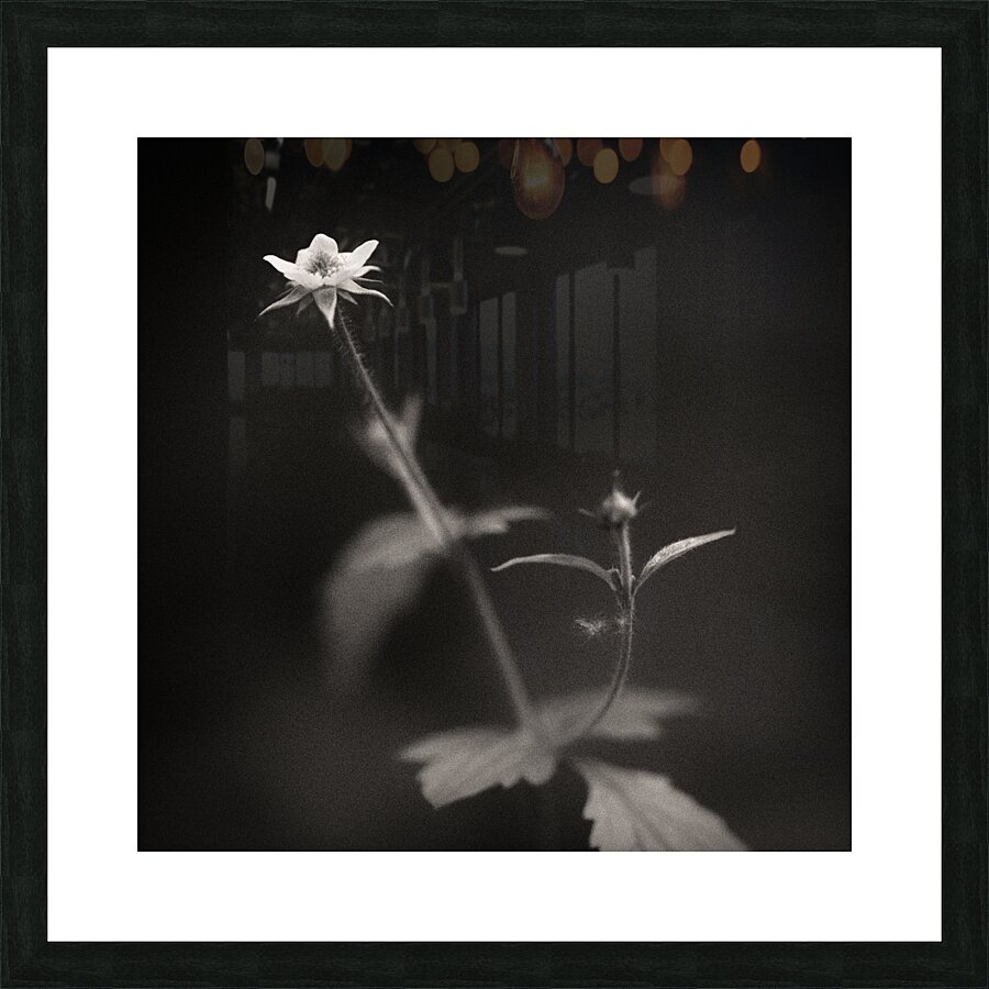 Woodland Study 3 Impression et Cadre photo