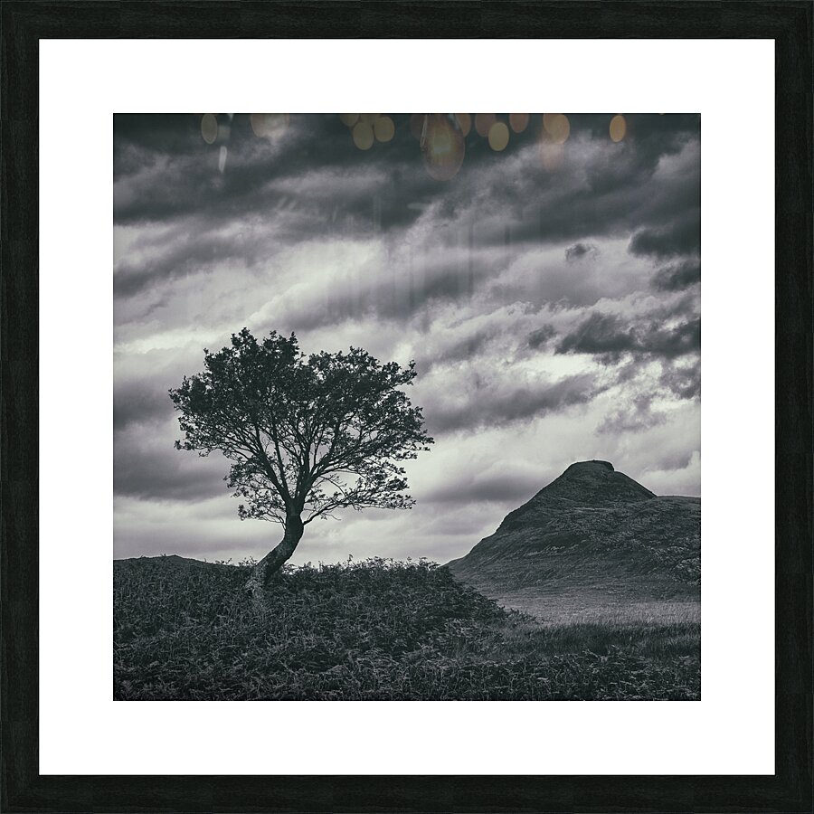 Assynt Tree Impression et Cadre photo