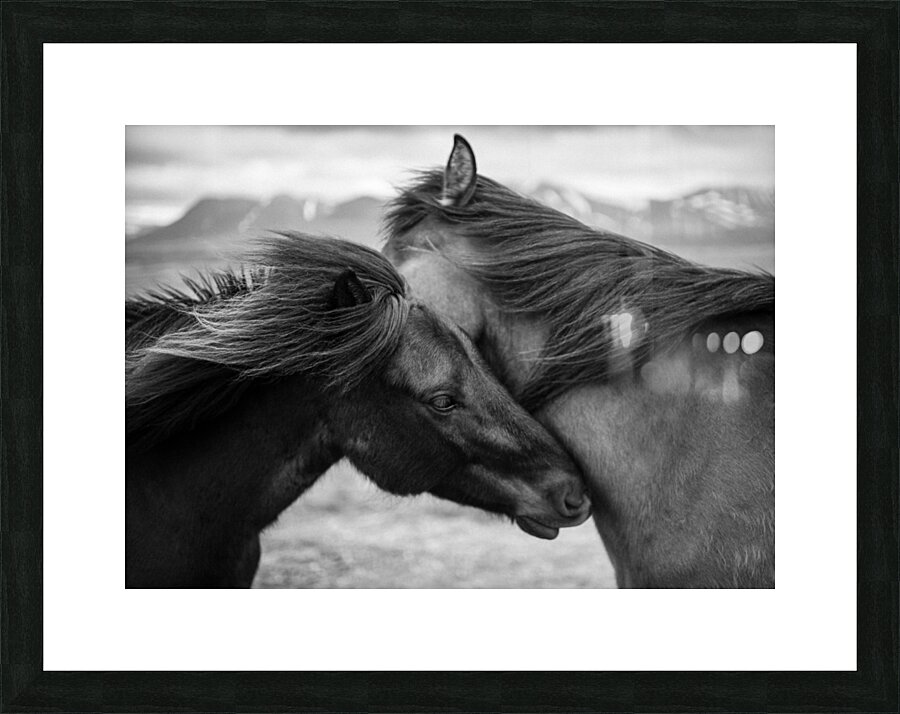 Wild Icelandic Horses Picture Frame print